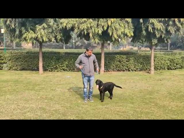 Manoj sharma dog trainer mo... 8743862749....new Delhi dwarka se 7   all Delhi Dog training