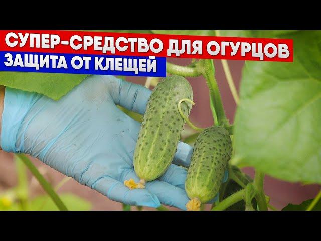 Супер-средство для огурцов - защита от клещей