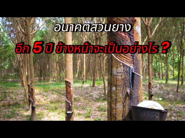 อนาคต เกษตรกร สวนยางอีก 5 ปีข้างหน้า เป็นอย่างไร ?