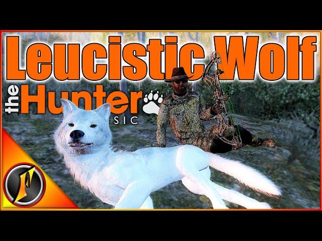 One of Our RAREST Kills EVER! Leucistic Gray Wolf in theHunter Classic!