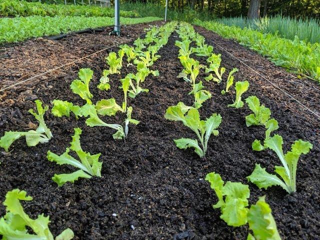 Transplant Lettuce FAST - No Paperpot Transplanter