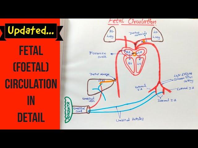 Fetal Circulation - Updated - Anatomy - Easy to draw & understand in Hindi