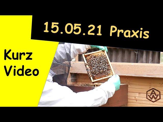 Bienen, Schwarmzellen, Naturzellen, verwerten.