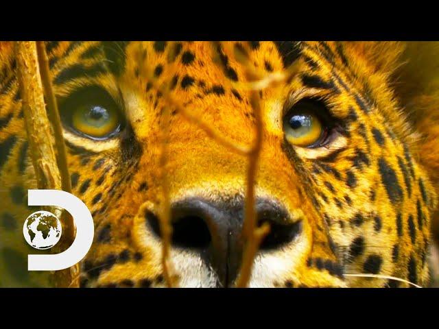 A Hungry Jaguar Hunts In The Mexican Rainforest | Wild Mexico