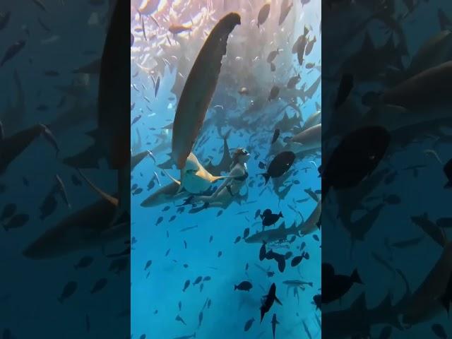 Sharks around you , Акулы вокруг тебя #shark #shorts #fishing