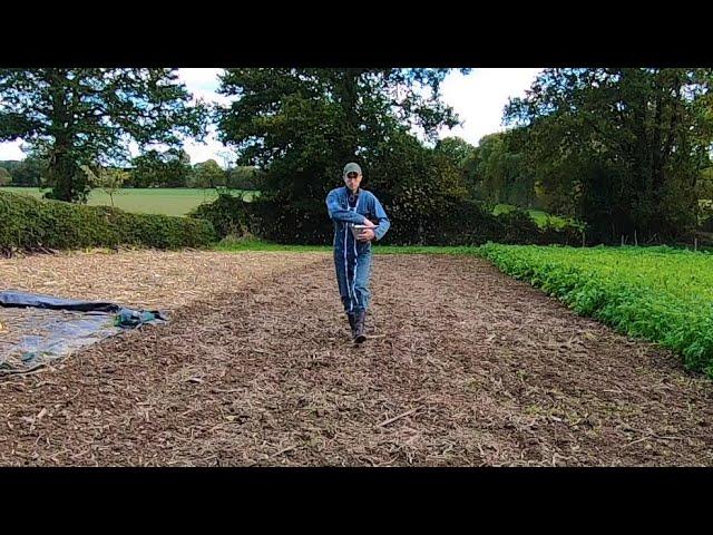 Semer du blé au potager, sans pétrole ! C’est Greta qui va être contente ! Semis étape par étape