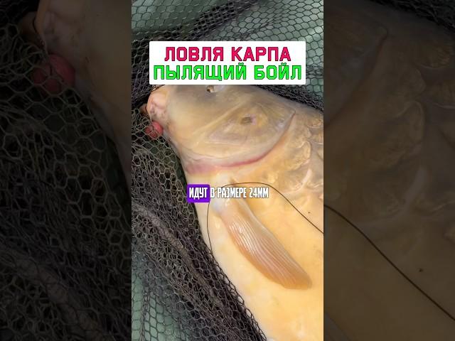 Как поймать больше карпа и сазана? Пылящие бойла #карпфишинг