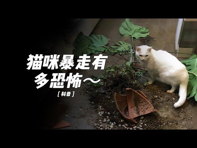 暴走的小猫咪有多恐怖～小猫咪能有什么坏心眼儿呢？