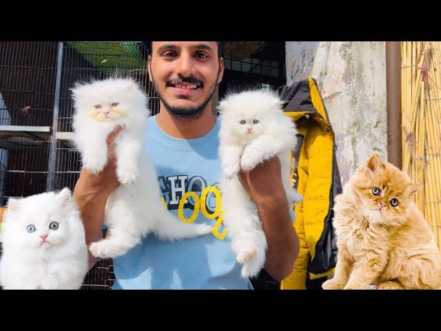 Persian cat price in Lahore - Triple Coat Punch Face Cats - Tollintion Market Lahore - CatMarket ||