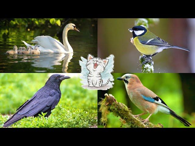 Изучаем птиц для детей. Обучающая викторина и видео с голосами птиц