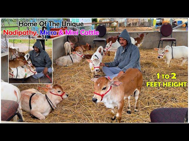 Nadipathy micro & mini Cattle | 1 To 2 Feet Height | #youtube #animals #cow #youtubeshorts #yt