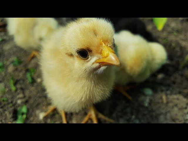 Птица растет как на дрожжах и не гибнет! Все дело в это пропойке для цыплят. Бройлеры, куры, индюки.