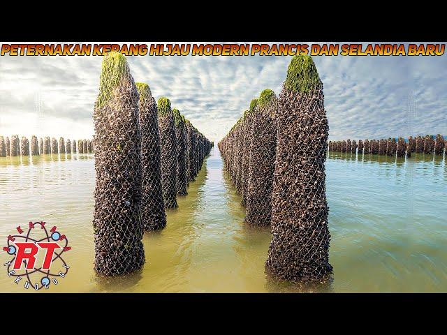 MODERN GREEN SHELL FARM IN FRANCE AND NEW ZEALAND | CULTIVATION OF GREEN SHELLS