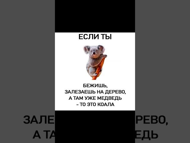 Мем про медведей