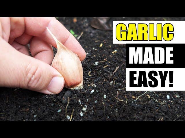 5 Quick Garlic Growing Tips - Garden Quickie Episode 221