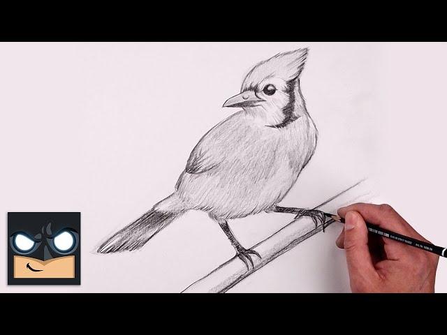 How To Draw a Bluejay | YouTube Studio Sketch Tutorial