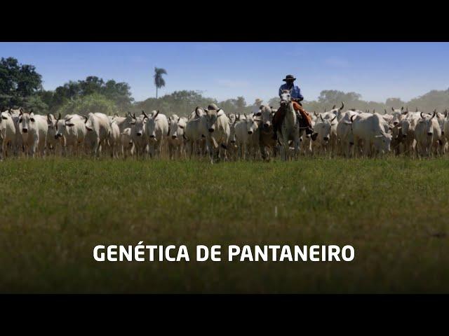 Genética de pantaneiro