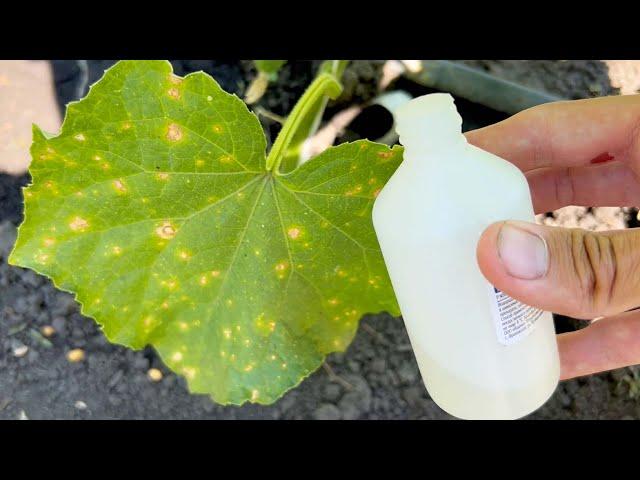 Here is a simple remedy for yellowing leaves on Cucumbers! Disease protection! Hydrogen peroxide.