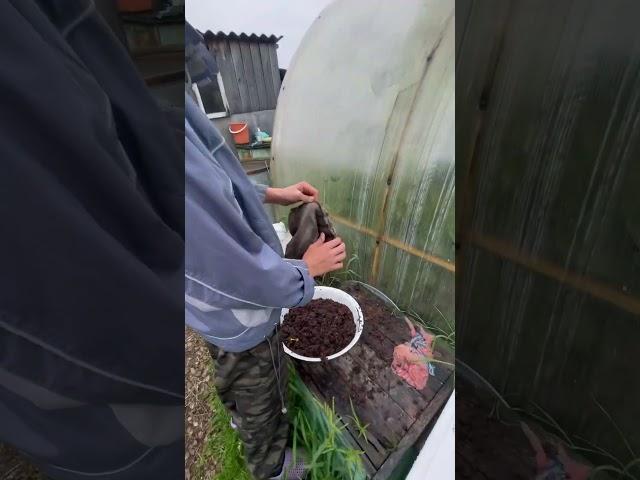 Как мы получаем воск идеального качества на пасеке #вековаяпасека