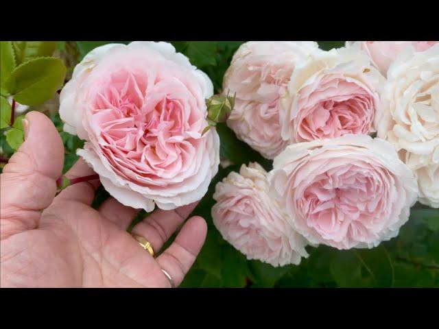 Grand Tour, Rose Garden Part 2, Kordes, Rosen Tantau, Meilland, David Austin