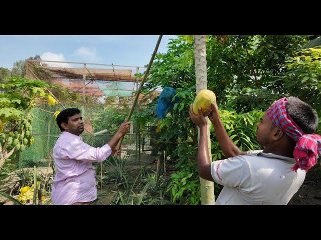 গাছ পাকা পেপে দিয়ে সকালের নাস্তা | Doyel Agro