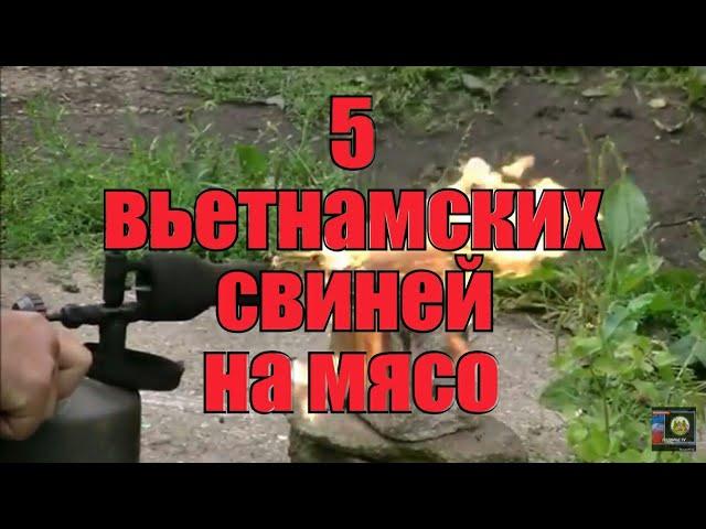 Вьетнамские вислобрюхие свиньи на мясо, вес