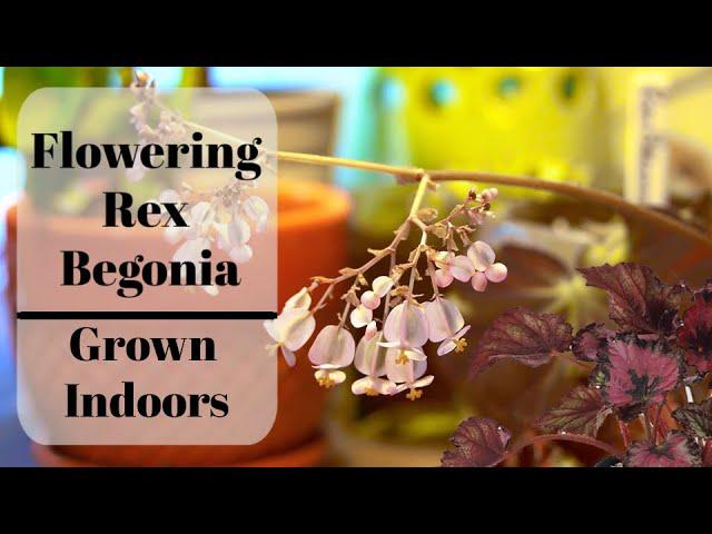 Our Indoor Rex Begonia Is Flowering
