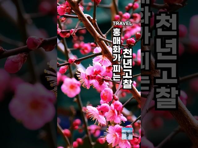 3월 여행의 성지라 할 수 있는 홍매화가 피는 천년고찰, 영험한 기운의 자장매를 보러 가셔야죠! #여행 #홍매화 #통도사 #통도사홍매화 #자장매 #양산여행 #양산가볼만한곳