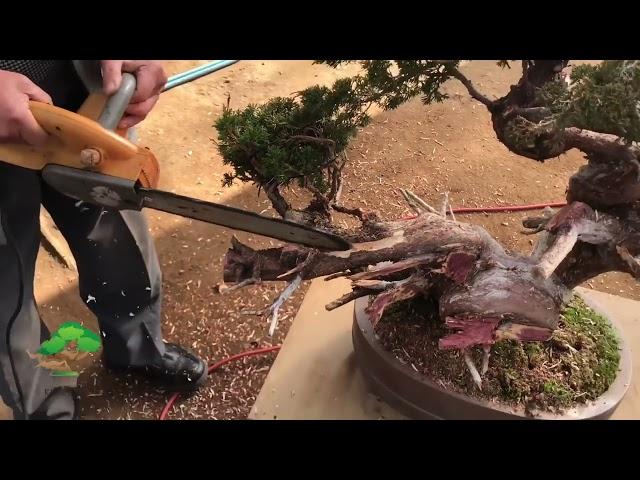 During apprenticeship of Andrei Bessonov/Making bonsai by Master Kimura Part 1 5
