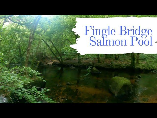 Salmon Pool via Fingle Bridge, Hunters path and Fisherman's path loop. Devon walk and swim.