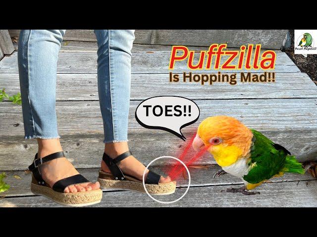 My Caique Parrots Reaction To My Toes | Attack Bird