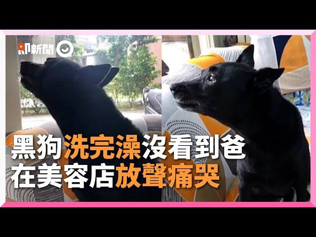 黑狗洗澡出來沒見爸　店裡「放聲痛哭」｜歐告｜寵物｜流浪犬