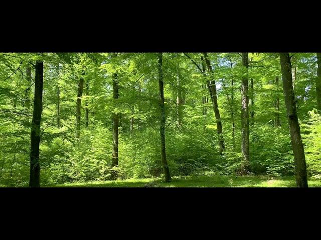 Vogelgezwitscher ohne Wiederholung, Wald im Mai, Frühling, zur Entspannung