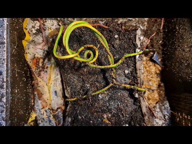 4147 В чём держать червей (worms) дома