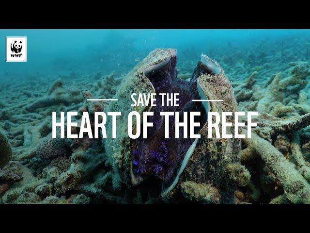 Save The Heart of the Reef | WWF-Australia