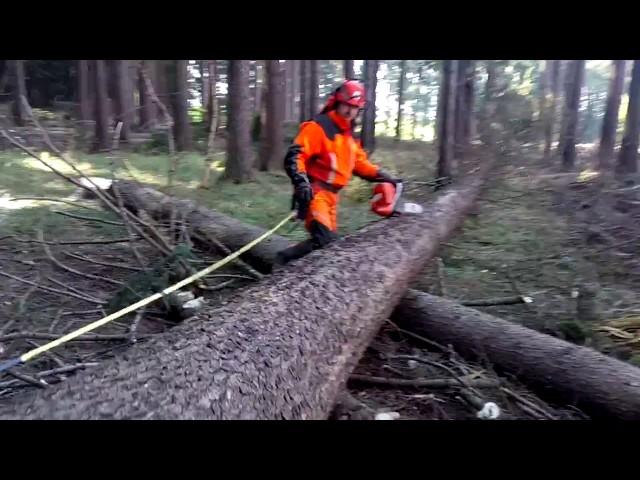 Husqvarna 572XP COMPLETE PROFESSIONAL FELLING!!!