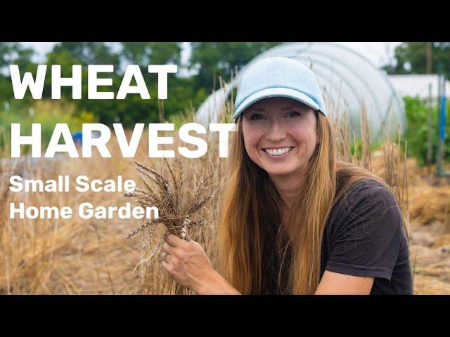 Growing and Harvesting Wheat  on a Small Scale & Making Bread! 