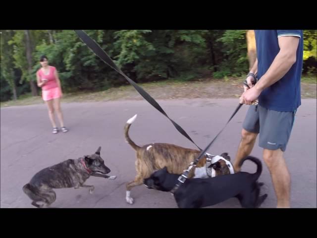 Собаки-Девочки дерутся из-за мальчика!/Dogs-Girls are fighting over a boy!