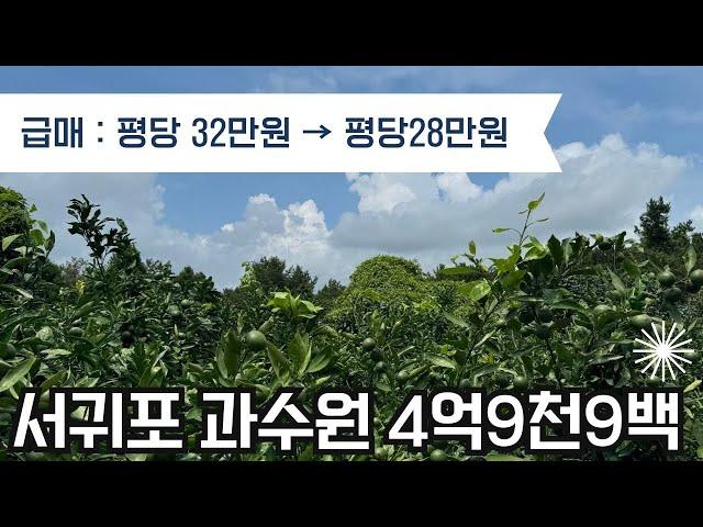 급매!!!! 평당 32만원→평당 28만원/ 따뜻한 서귀포 과수원 4억9천9백 매매 (정책자금대상자분들께 추천)