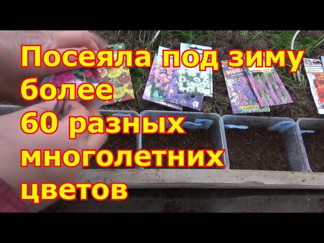 Зимний посев многолетних цветов. Отличный проверенный способ. Когда, как, какие сеять цветы под зиму