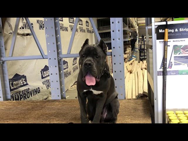 Lehigh Valley Dog Trainers: Off Leash K9 Training ||| 1.5 Year Old Cane Corso, Odin |||