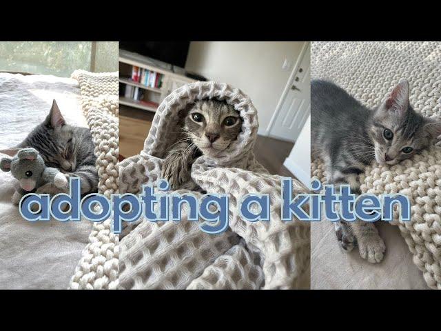 I adopted a kitten!! (kitten shopping & our first night together)