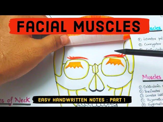 Facial muscles anatomy - Easy handwritten notes & Model   #facialmuscles #anatomy #anatomynotes