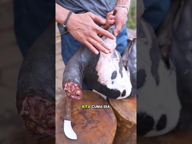 MANTAP BANGET DIKASI TAU CARA PILIH KAMBING #igabakarsijangkung #shortsviral