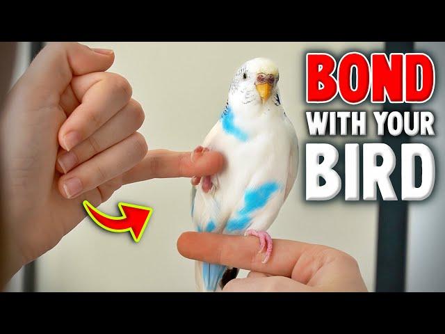 How to Gain Trust & Bond With Your Bird Compilation