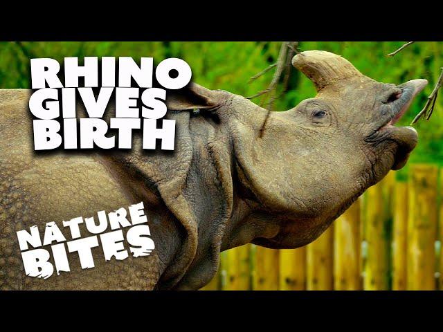 Two-Tone Greater One-Horned Rhino's Joyous Birth | Nature Bites