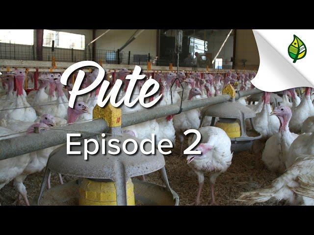 PUTE (2/5) - Haltung, Tiergesundheit und Tierwohl