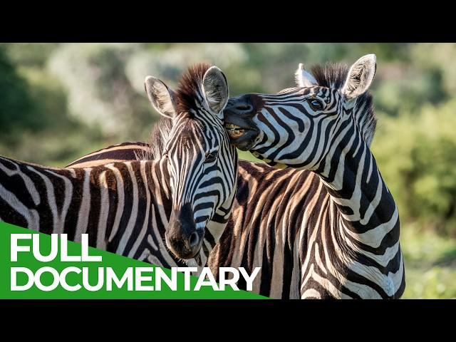 Wildlife Stories: Love is in the Wild | SPECIAL | Free Documentary Nature