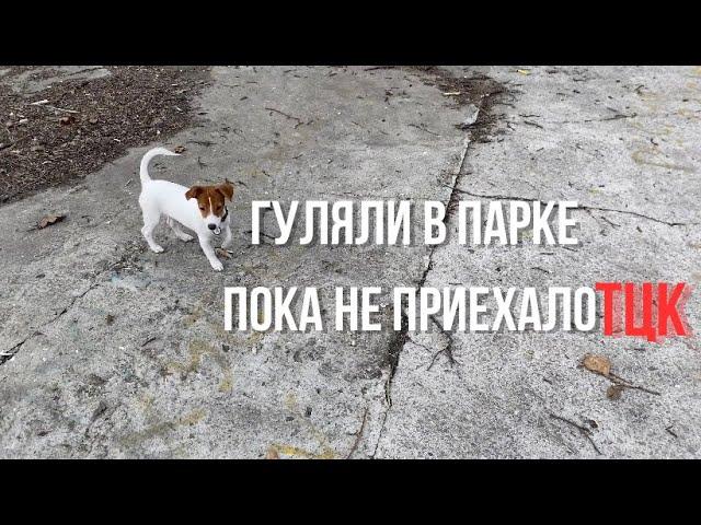 Гуляли в парке пока не приехало ТЦК. Джек-Рассел-Терьер Джесси 4 месяца