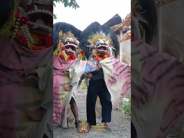 DIGODAIN !! Barongan Ngamuk Ngejar Sampai Ketangkap